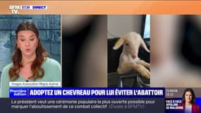 L'image du jour : Adoptez un chevreau pour lui éviter l'abattoir - 05/03