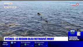 Hyères: le requin bleu retrouvé mort