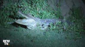 Un alligator s’invite chez une famille texane
