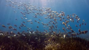 Mediterranean sea bream swims in Posidonia, in Cassis, near Marseille, on July 26, 2018.
