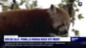 Pong, le panda roux du zoo de Lille, est mort