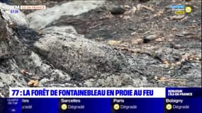 Seine-et-Marne: la forêt de Fontainebleau en proie au feu