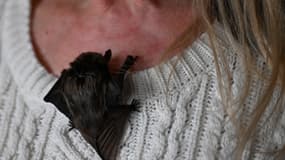 Une chauve-souris monte sur une femme en Pologne le 1 février 2024
