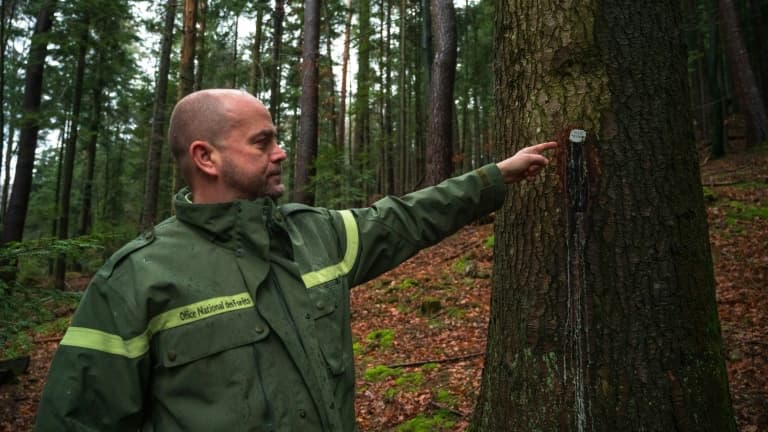 Un agent de l'ONF désigne une plaque numérotée sur un sapin destiné au tirage au sort du "bois bourgeois" près de Dabo (Moselle), le 3 février 2021