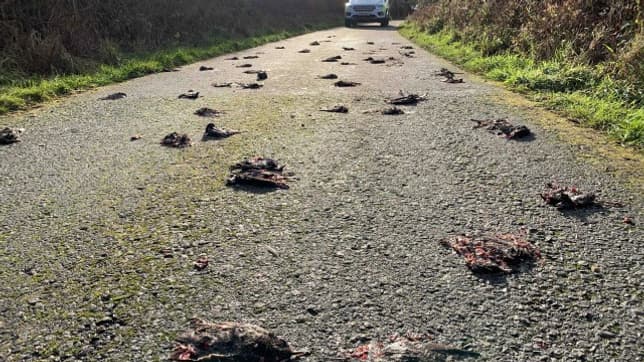 étourneaux retrouvés sur une route étourneaux retrouvés sur une route
