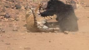 En Inde, une maman ourse affronte un tigre pour défendre son petit 