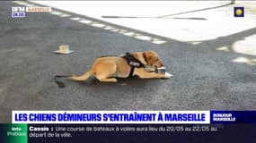 Les chiens démineurs s'entraînent à la gare de Marseille