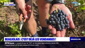 Beaujolais: les vendanges ont déjà commencé