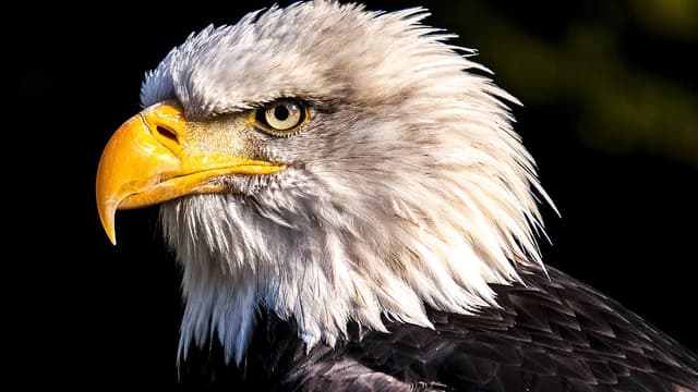 Un Aigle S Echappe D Un Parc Breton En Pleine Demonstration Un Avis De Recherche Lance