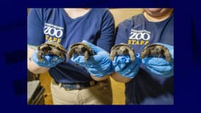 Photo des quatre bébés tortues du Galapagos venus au monde le 3 avril 2025 au zoo de Philadelphie. 
