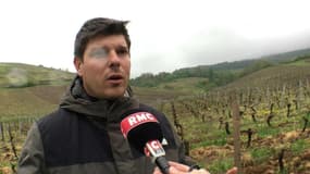 Gel des vignes: "ça peut vite se chiffrer à plusieurs centaines de milliers d’euros de perte"