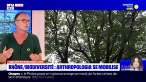 Sécheresse dans le Rhône: "le bilan est catastrophique"