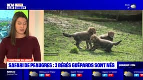 Histoire du jour: trois bébés guépards sont nés au safari de Peaugres