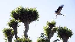 Une cigogne survole le parc de l'Orangerie à Strasbourg, dans l'est de la France, le 17 mai 2022, alors que les températures en France cette semaine pourraient dépasser de dix degrés Celsius les normes saisonnières.