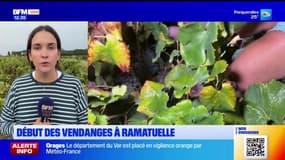 Var: top départ pour les vendanges à Ramatuelle