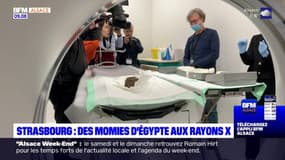 Strasbourg: des momies d'animaux d'Egypte passés aux rayons X