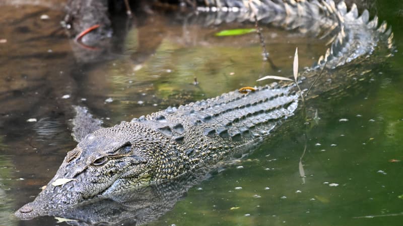 Intempéries en Australie: des crocodiles aperçus dans les rues inondées