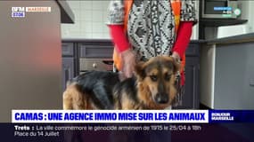 Marseille: une agence immobilière mise sur les animaux à Camas