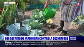 Alsace: les secrets des jardiniers pour lutter contre la sécheresse