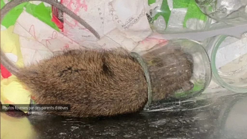 Un rat dans l'école Lorca à Vaulx-en-Velin. Un rat dans l'école Lorca à Vaulx-en-Velin.