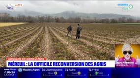 Méreuil: des agriculteurs se reconvertissent dans les plantes aromatiques 