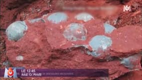 Zapping TV : 43 œufs de dinosaures retrouvés en Chine