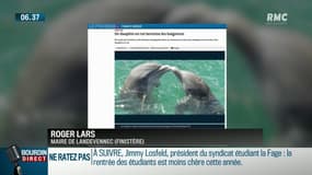 Un dauphin "en rut" sème la panique auprès des baigneurs en rade de Brest
