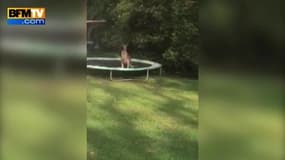 Le vol plané d’un kangourou sur un trampoline 