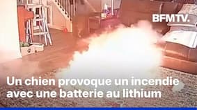 États-Unis: un chien mord une batterie au lithium et provoque un incendie