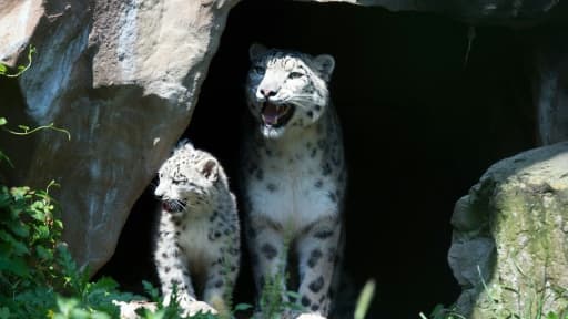 Une femelle léopard des neiges et son petit au zoo de Cologne, le 13 août 2015