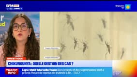 Chikungunya : Comment sont gérés les cas en Provence ? 