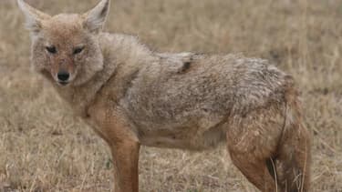 Un chacal doré (Photo d'illustration)