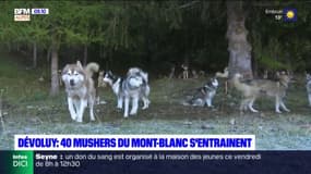 Dévoluy: 40 mushers du Mont-Blanc s'entraînent