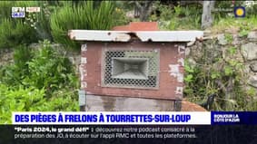 Alpes-Maritimes: des pièges sélectifs pour lutter contre les frelons asiatiques
