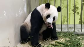 Jia Jia, une femelle panda géant de 12 ans, tient son nouveau-né dans la gueule, samedi 14 août 2021 au zoo de Singapour