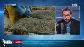 Des Polonais pour ramasser des huîtres dans la Manche