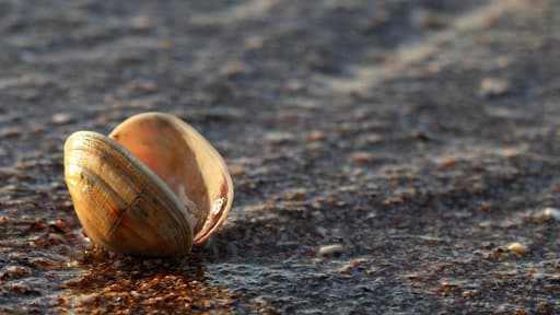 Ming la palourde âgée de 507 ans a été tuée par erreur par des scientifiques (photo d'illustration).