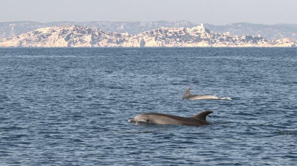 Des dauphins aperçus dans le parc national des Calanques, le 18 mars 2020