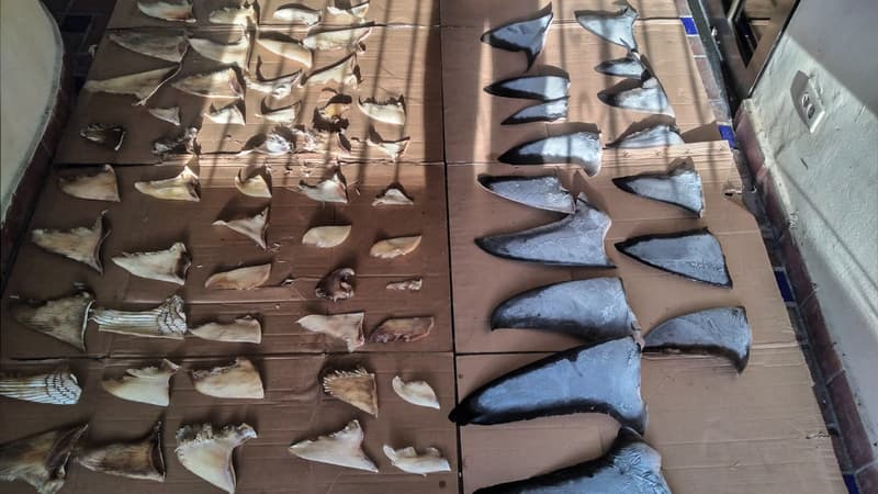 Panama: saisie de plus de six tonnes d'ailerons de requins destinés au marché asiatique