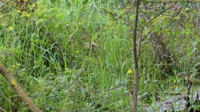 La Gendarmerie des Landes a dépêché de gros moyens vendredi pour aller secourir un vacancier piégé dans une zone de marécages à Lit-et-Mixe.