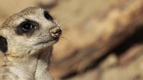 Des suricates arriveront au parc zoologique de Paris en 2019