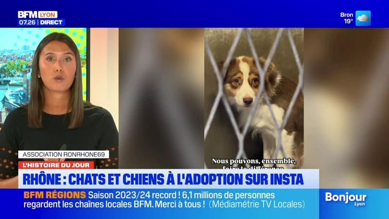 Rhône: chats et chiens à l'adoption sur Instagram