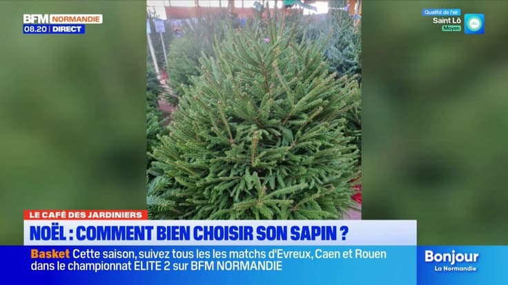 Le Café des Jardiniers: comment bien choisir son sapin de Noël? 