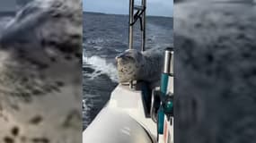 Un phoque se réfugie sur le bateau d'une photographe au large de Seattle alors qu'il est poursuivi par des orques, mis en ligne le 5 novembre 2025