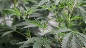 Des pieds de cannabis ont été retrouvés dans une forêt des Alpes-Maritimes.