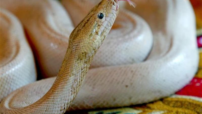 Un python blanc s'est échappé d'un sac postal que les employés d'un bureau de poste sud-africain étaient en train de vider. Le destinataire du colis a été inculpé de transport illégal d'animaux par voie postale. /Photo d'archives/REUTERS/Chor Sokunthea