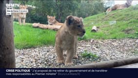 Trois bébé lionnes nées cet été au zoo de Cerza sont désormais visibles