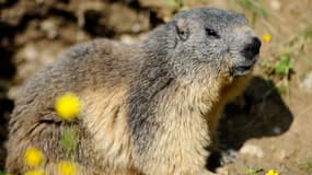 Une marmotte dans le parc animalier de Sainte-Croix. 