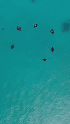  Biodiversité et préservation des raies mantas 