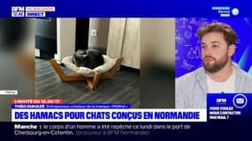 Des hamacs pour chats conçus en Normandie